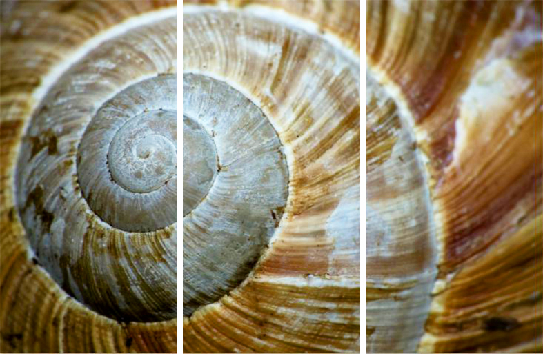 MF049 Wall décor art photographic on canvas nature snail shell close up